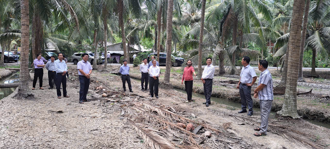 PHÓ CHỦ TỊCH UBND TỈNH CHÂU VĂN HÒA KHẢO SÁT MÔ HÌNH DỪA HỮU CƠ GẮN VỚI CHUỖI GIÁ TRỊ TẠI XÃ HƯƠNG MỸ